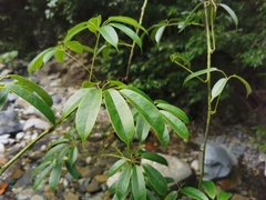 Lardizabalaceae