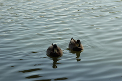 Anas platyrhynchos