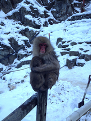 Macaca fuscata fuscata