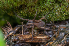 Liocranidae
