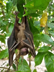 Rousettus aegyptiacus