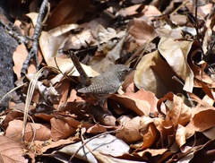 Salpinctes obsoletus