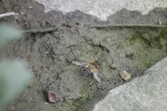 Helophilus eristaloidea