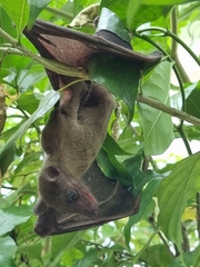 Rousettus aegyptiacus