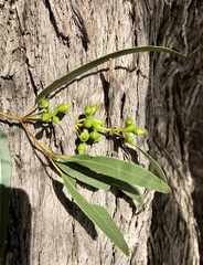 Eucalyptus rudis