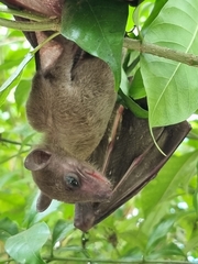 Rousettus aegyptiacus