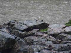 Phalacrocorax punctatus punctatus