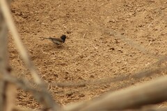 Junco hyemalis