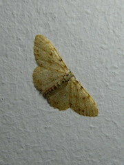 Scopula luridata