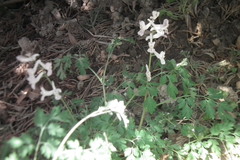Corydalis edulis