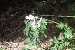 Corydalis edulis