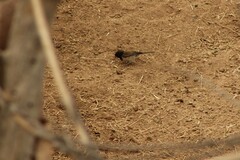 Junco hyemalis