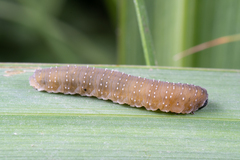 Rhadinoceraea micans