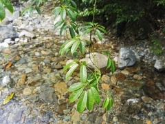 Lardizabalaceae
