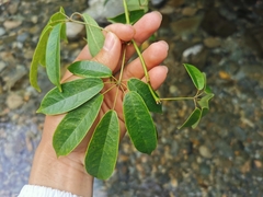 Lardizabalaceae