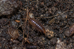 Chaetophiloscia elongata