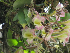 Rodriguezia granadensis