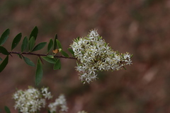 Bursaria spinosa spinosa
