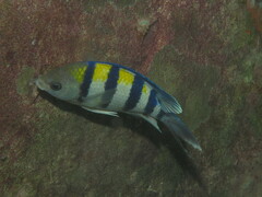 Abudefduf vaigiensis