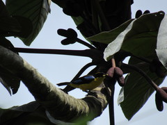 Anisognathus somptuosus