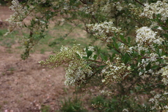 Bursaria spinosa spinosa