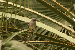 Mimus polyglottos
