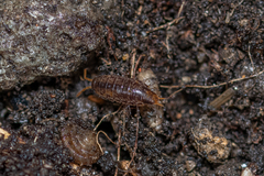 Chaetophiloscia elongata