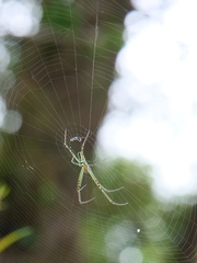 Leucauge dromedaria