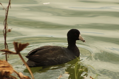 Fulica americana