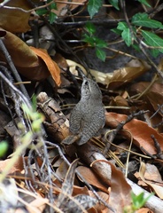 Salpinctes obsoletus