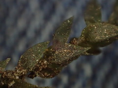 Fontinalis antipyretica