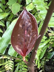 Smilax bracteata