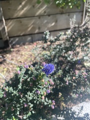 Ceanothus foliosus