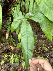 Diplazium donianum