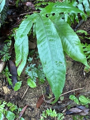 Diplazium donianum
