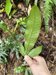 Diplazium donianum