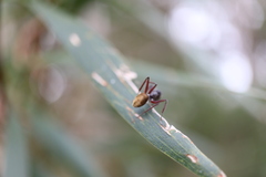 Camponotus suffusus bendigensis