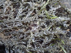 Fontinalis antipyretica