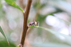 Camponotus suffusus bendigensis