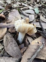 Russula cerolens