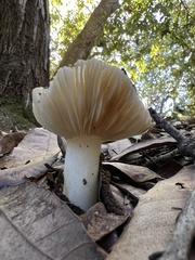 Russula cerolens