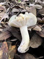 Russula cerolens