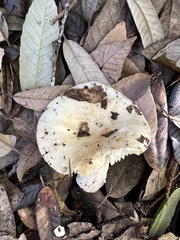 Russula cerolens