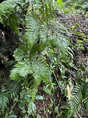 Ctenitis subglandulosa