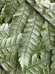 Ctenitis subglandulosa