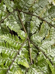 Ctenitis subglandulosa