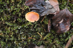 Galerina sideroides
