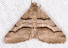 Digrammia continuata