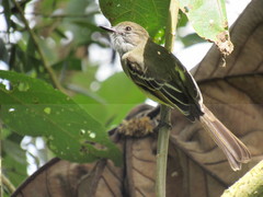 Myiarchus cephalotes