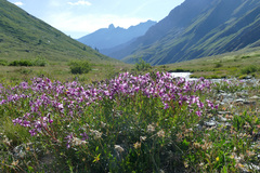 Chamaenerion fleischeri